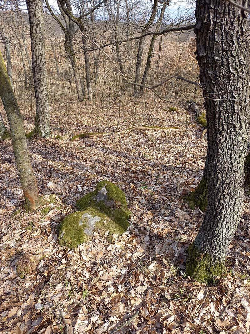 szikla a fák között