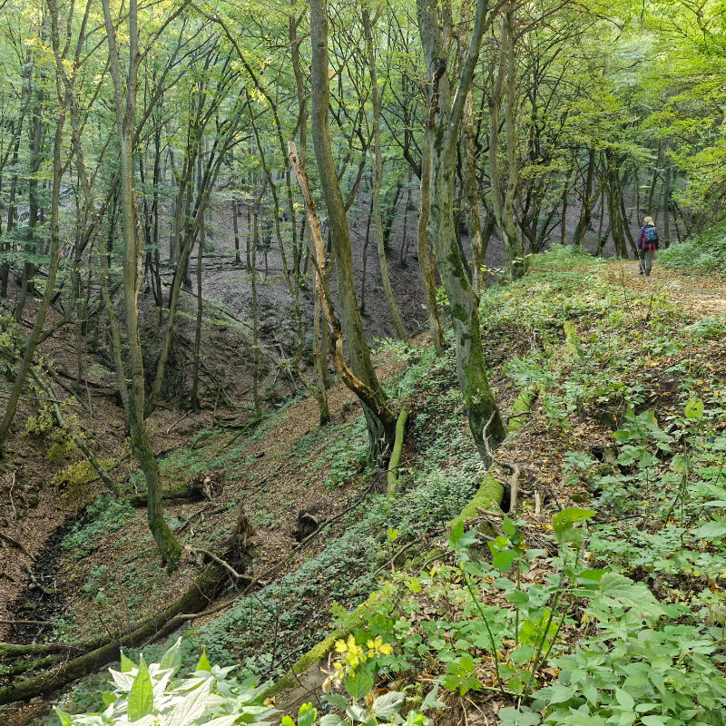 Erdei kápolna és források a Visegrádi-hegységben - Image 8