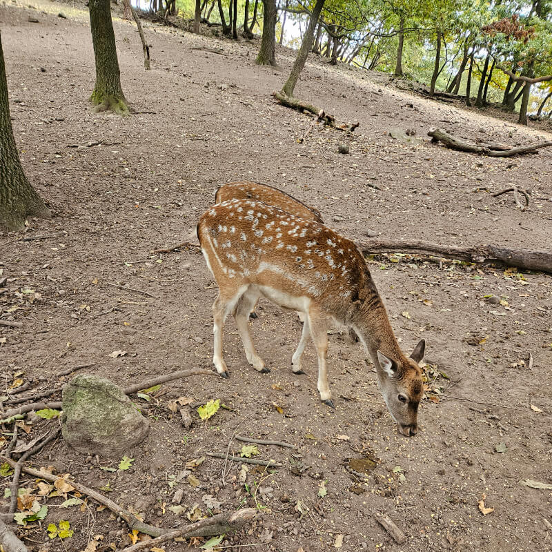 dámszarvas a Mogyoró-hegyen