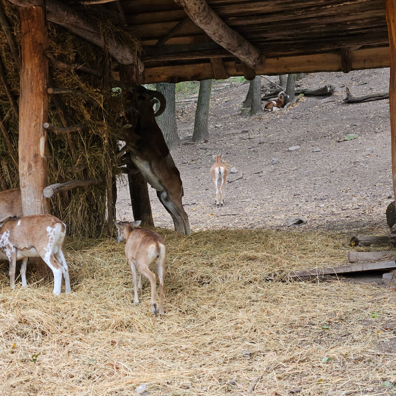 Mogyoró-hegyi vadaspark