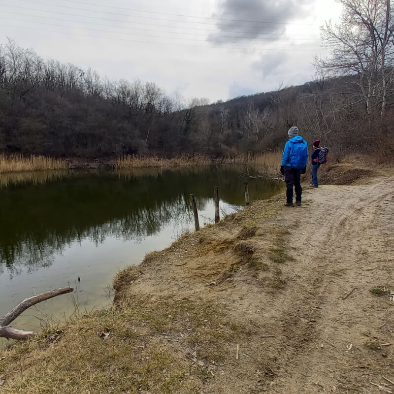 Kis horgásztó, mellette erdő.