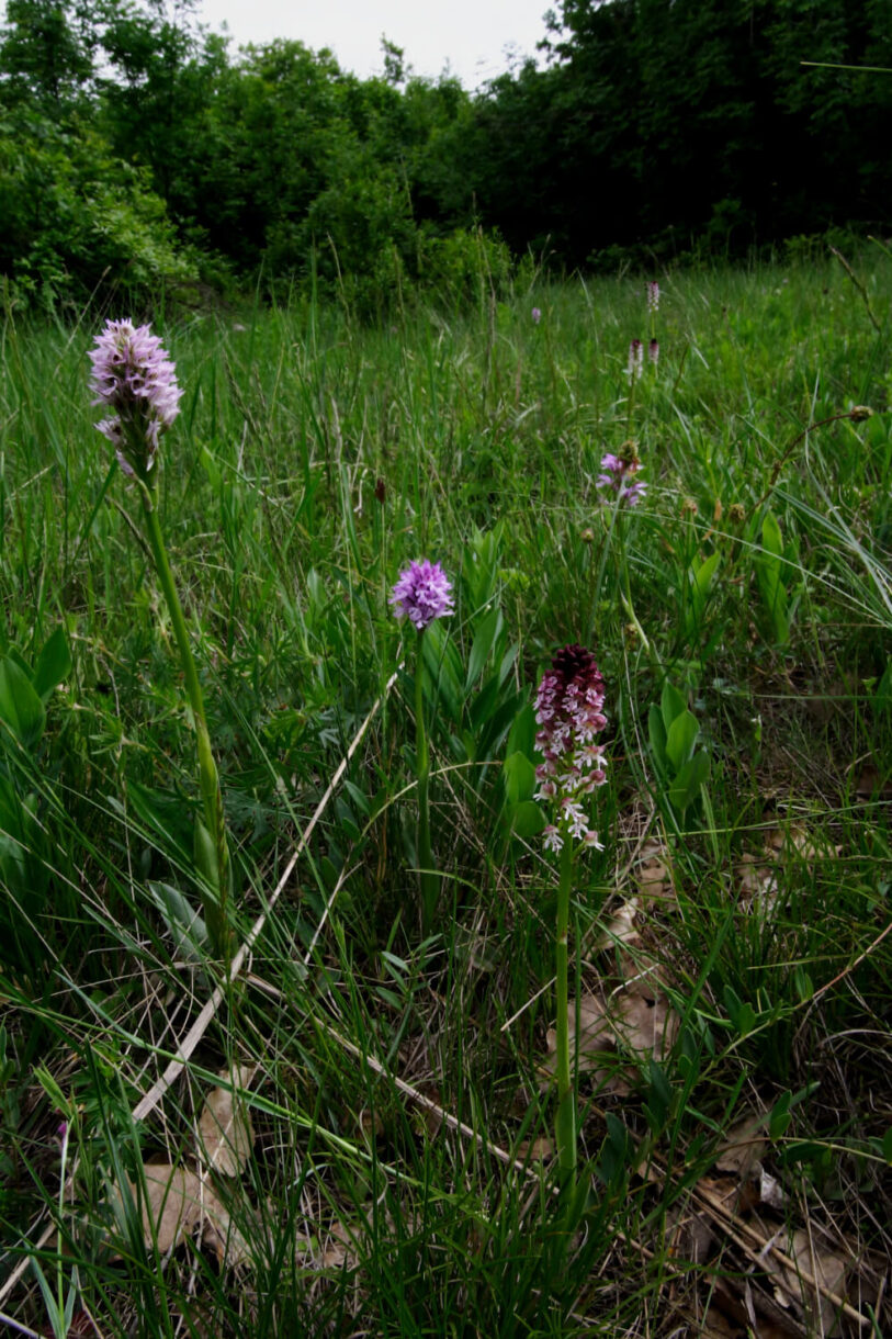 sztyepprét orchideákkal